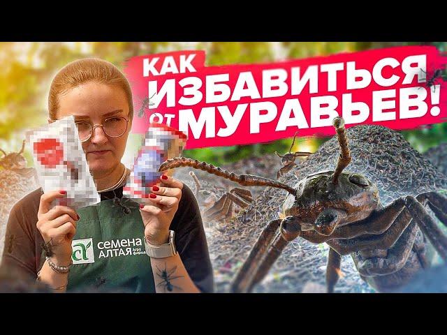 КАК ИЗБАВИТЬСЯ ОТ МУРАВЬЕВ НАВСЕГДА? Спойлер: никак