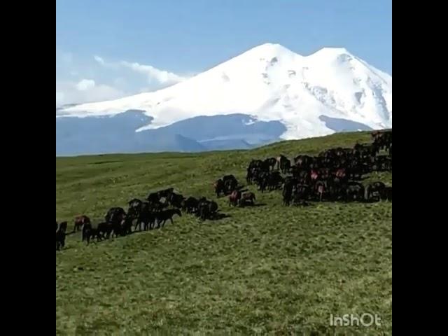 Кабардинская порода лошадей