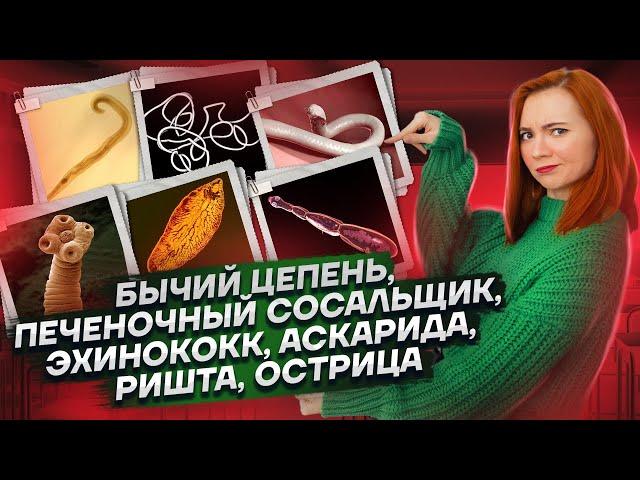 Все жизненные циклы червей для ЕГЭ