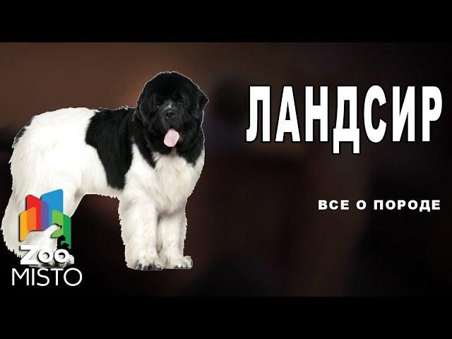 Ландсир - Все о породе собаки | Собака породы ландсир