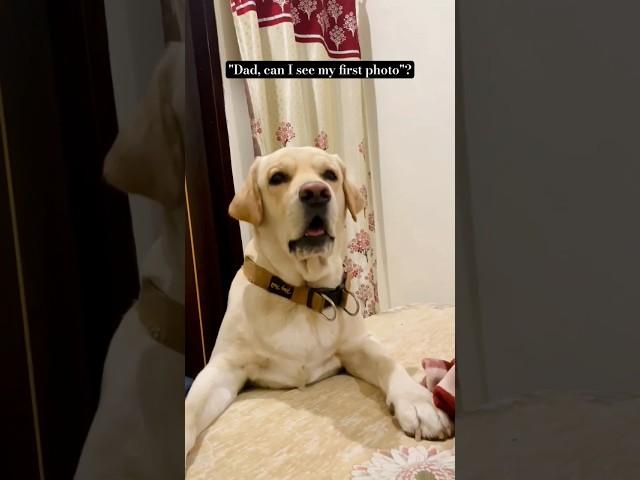 Wait for the surprise at end...... #yuvimicky #viral #labrador #dog #together