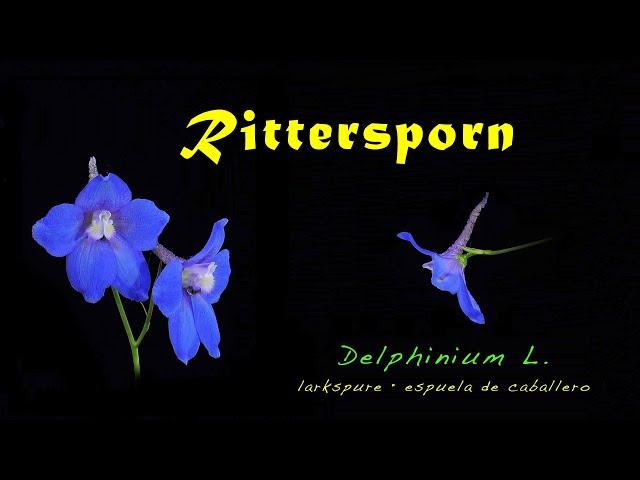 Rittersporn, Delphinium elatum  (4K, trilingual)