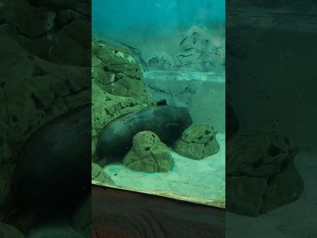 Fat Seal Resting like a Rock