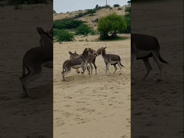 Donkey mating #shrots #funny