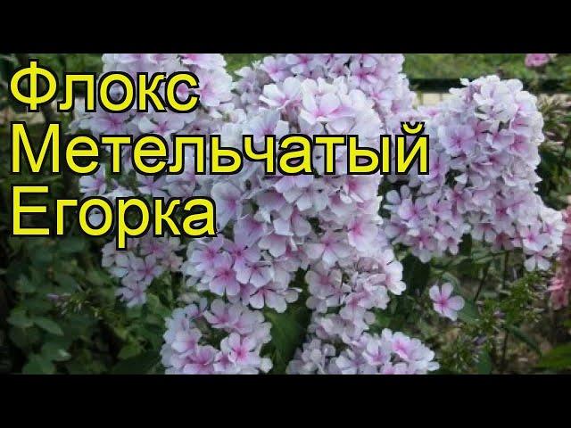 Флокс метельчатый Егорка. Краткий обзор, описание характеристик, где купить саженцы