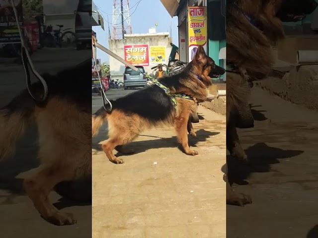 Aggressive German Shepherd dog  #aggressive #gsd #dog #puppy #adult #hr #india #delhi #delhincr #