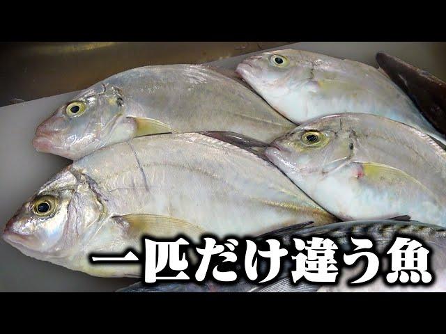 [Something is different] A mysterious horse mackerel? is mixed in with the flathead horse mackerel!