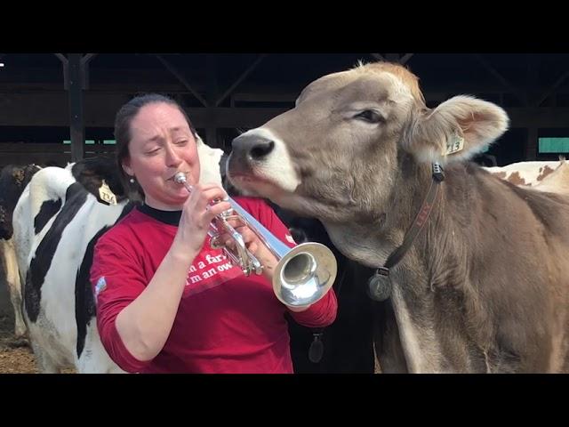 Massachusetts Dairy Farmer Plays Trumpet for her Cows