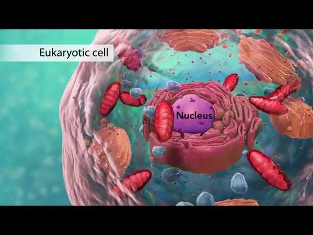 Biology: Cell Structure (with Joanne Jezequel)