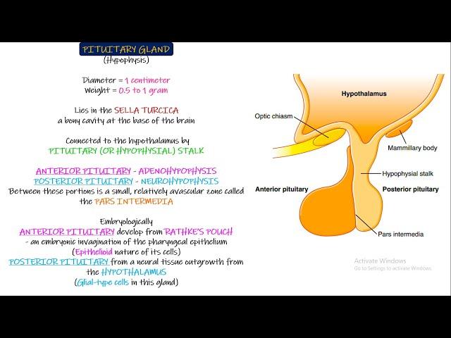 Pituitary Gland Physiological Anatomy. Chapter 76 part 1. Guyton and Hall Physiology.