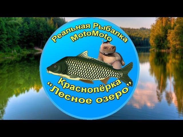 Как поймать Краснопёрку на Лесном озере [АРХИВ] | Реальная Рыбалка