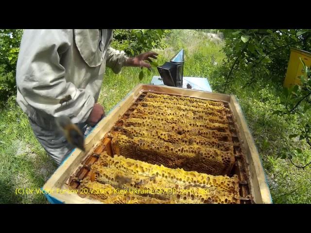 American & Ukrainian Beekeepers Look Inside Beehive of Vasyl Priyatelenko