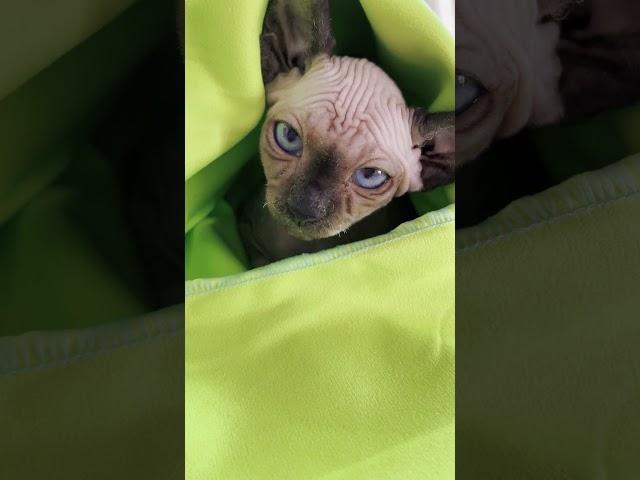 Что делает Лысая кошка Канадский Сфинкс Эльф когда холодно Sphynx cat