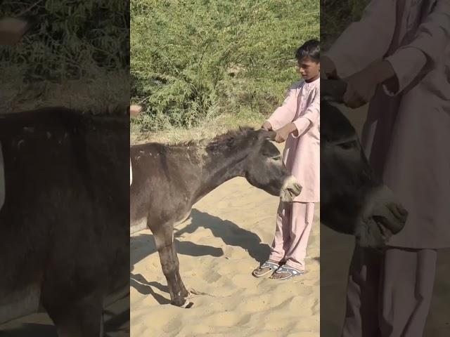 Donkey #village #shortvideo #funnyanimal #funny