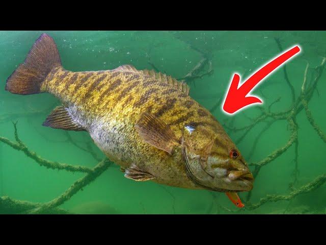 Smallmouth Bass the SUPERIOR Fish?