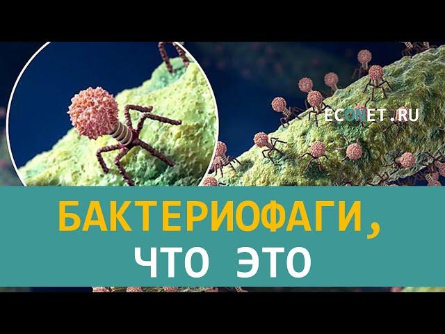 Бактериофаги, что это | ECONET.RU