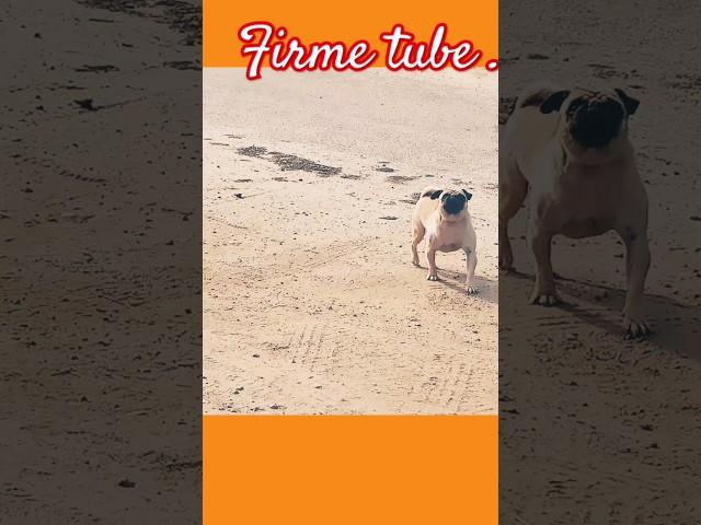 PUGLY pug #pug #dog