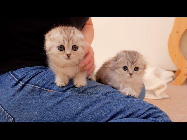 The kitten sisters sitting on their owner's lap were so cute!