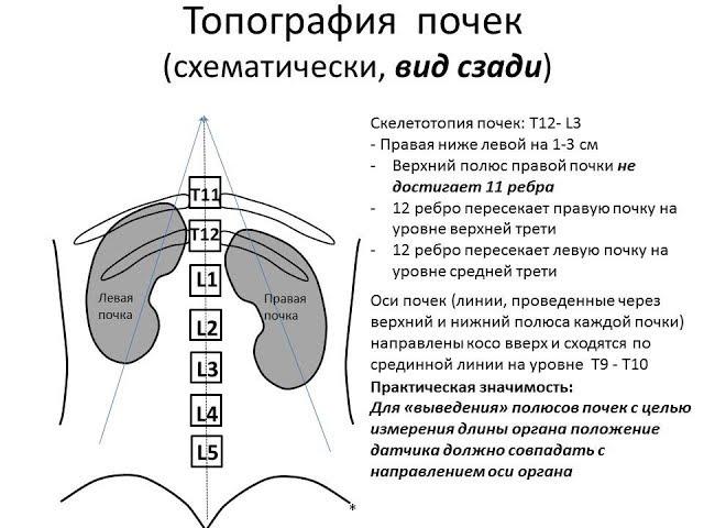 Ультразвуковая анатомия и эхосемиотика структурных изменений почек