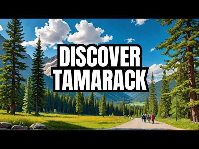 The Hidden Gem of West Virginia: Tamarack