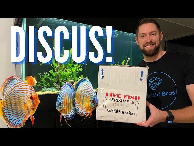 UNBOXING DISCUS Fish for the New 90 Gallon Aquarium!