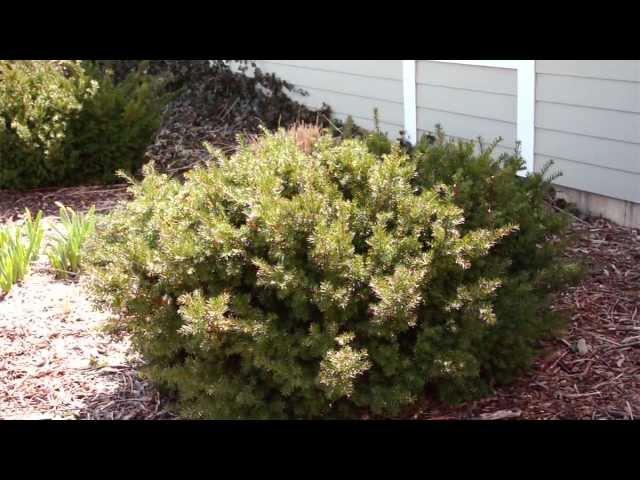 Pruning Evergreen Shrubs to Maintain Natural Form