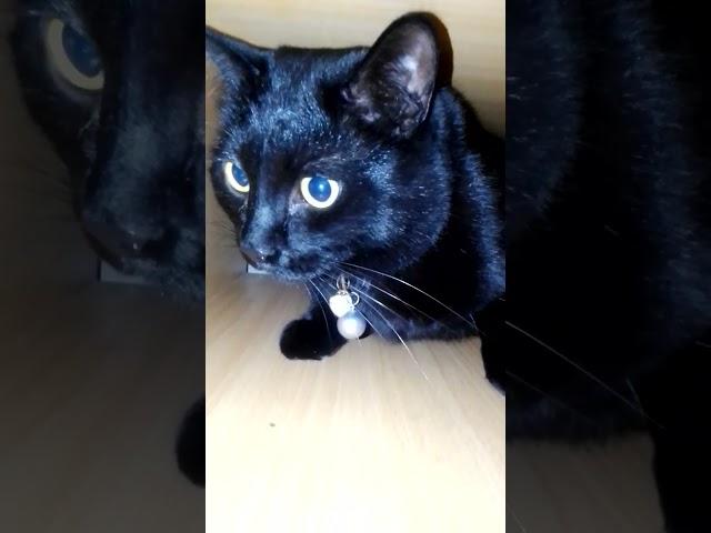 #чёрныйкот ‍⬛