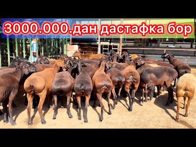 ХИСОРИ КУЙ НАРХЛАРИ ЭНГ АРЗОН ЖОЙИ #асрордонаев