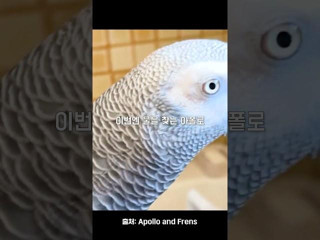 2살 된 앵무새 지능 수준