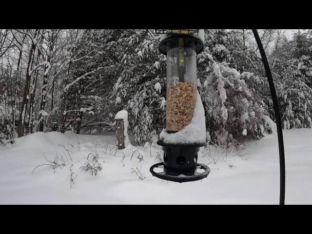 Winter snow storm with the birds - New Hampshire