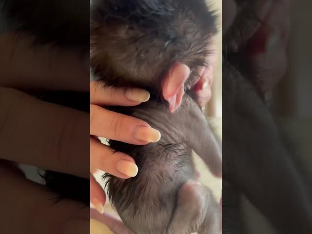#shorts Степа видит ЕДУ)))