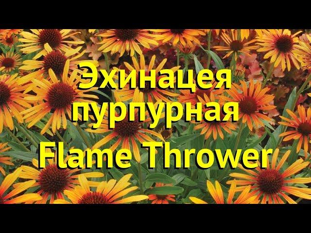 Эхинацея пурпурная Флейм Тровер. Краткий обзор, описание echinacea purpurea Flame Thrower