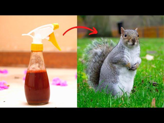 How To Get Rid Of Squirrel - Keep Ground Squirrels Away Naturally Out Of Attic, Yard, And Garden.