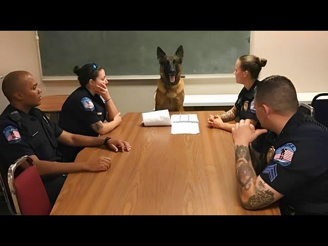 Who is The Boss ? | FUNNIEST German Shepherd Dog Video  