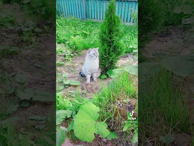 Ириска на даче.