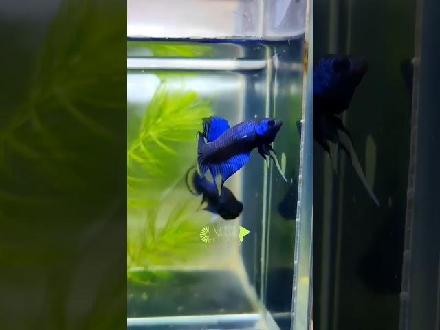 Blue Sunrise Imbellis wild betta.. 