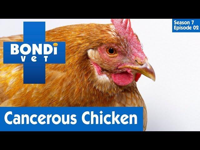 Chicken Diagnosed With Cancer  | Bondi Vet Season 7 Ep 2 | Bondi Vet Full Episodes