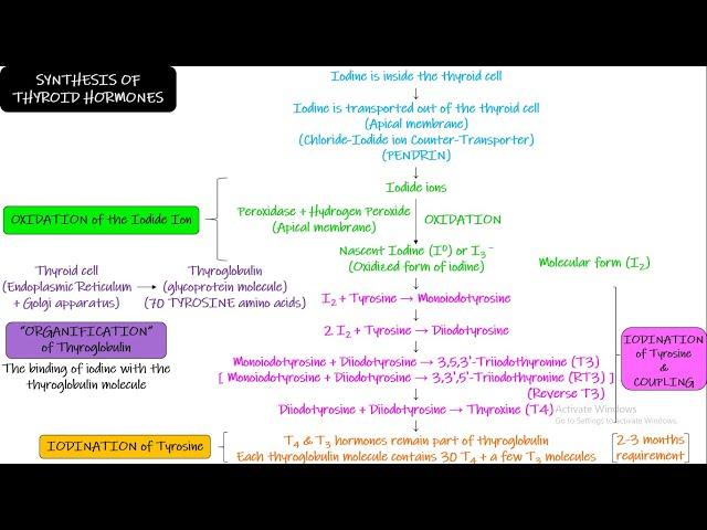 THYROID HORMONE (Synthesis). Chapter 77 part 1. Guyton and Hall Physiology.