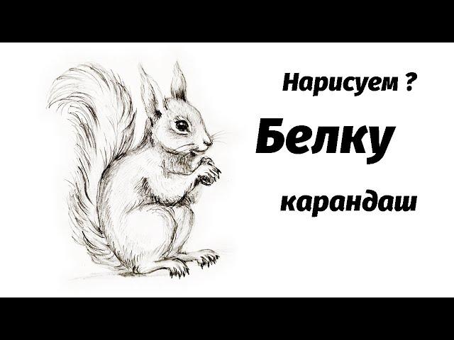 Как нарисовать белку карандашом. Мастер-класс // Short pencil drawing tutorial: squirrel