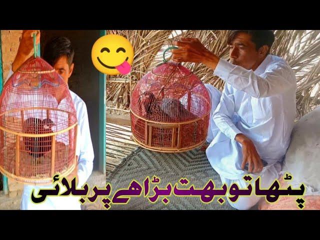 Partridge | Patha To Bahot Bada Hy Pr Bulai |#vlog | Siyal Aijaz Vlogs