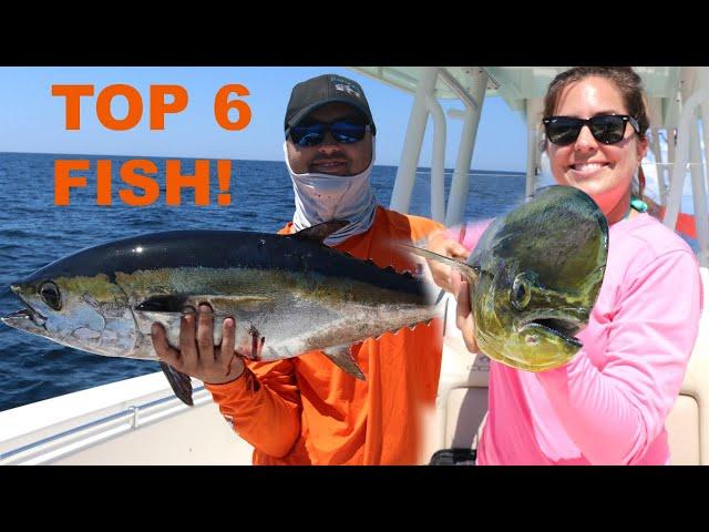 6 Top saltwater fish to EAT!