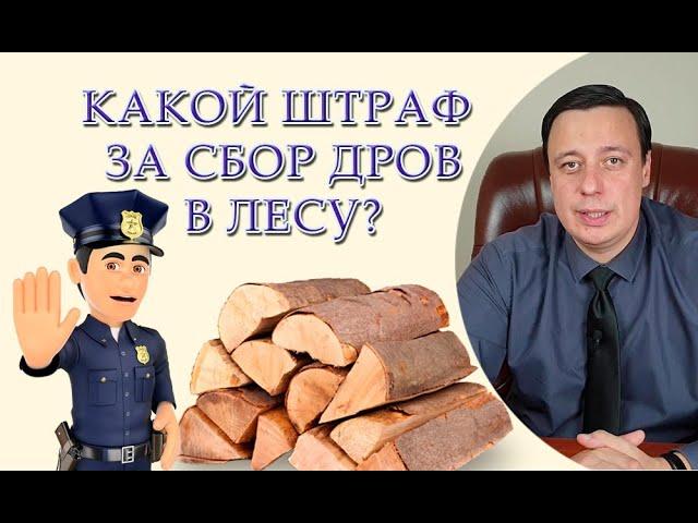 Какой штраф за сбор дров в лесу