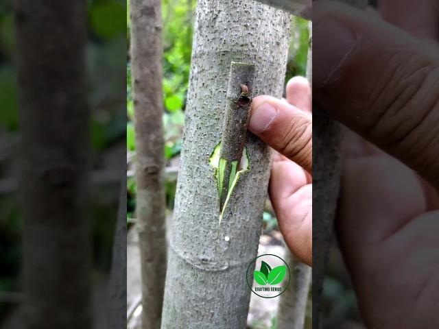 Best grafting techniques fig plant new video fruit trees grafting A1 #satisfying #bonsai #fyp #diy