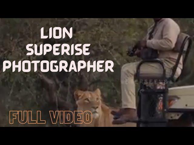 lion surprises photographer I full #video I crazy moment I @jssafari1