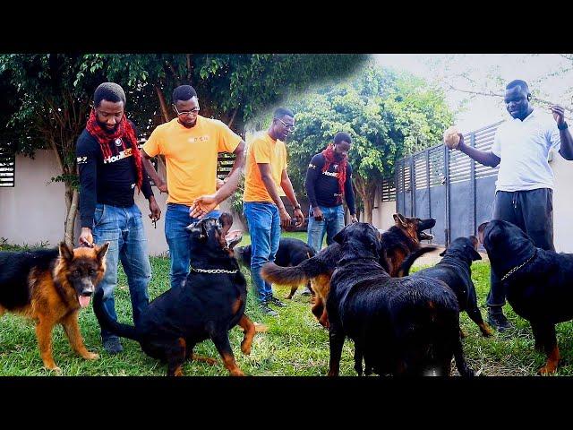 Nigerian Breeder Visits Ghana: Taiyelolu Kennels Explores Legion Rottweilers & Alpha Hunde Kennels