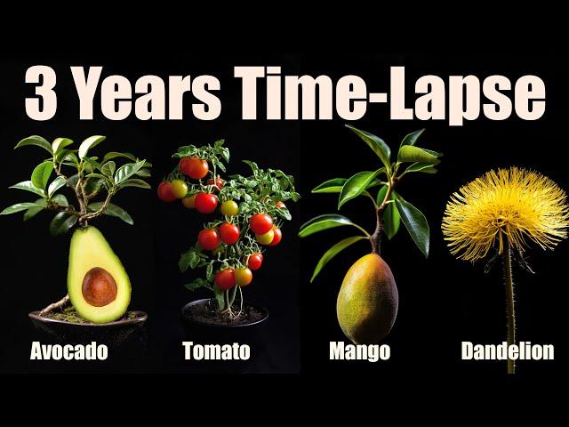 1008 Days in just 15 Minutes  Growing Plants Time Lapse COMPILATION