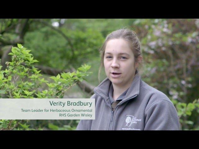 How to prune spring flowering shrubs | Grow at Home | Royal Horticultural Society