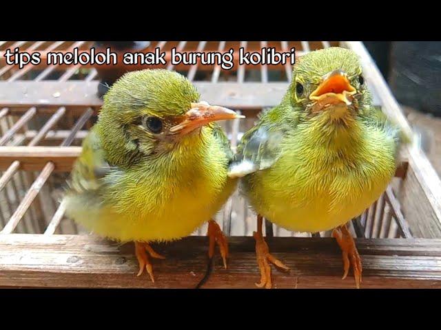 tips cara meloloh anakan burung Kolibri kelapa agar cepat besar.