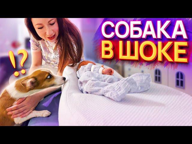 ПЕРВАЯ РЕАКЦИЯ Собаки Джины на Малыша Спарти | Elli Di Pets