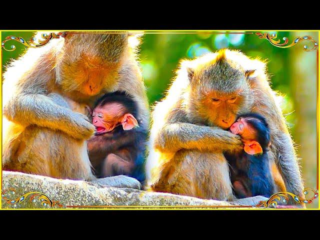 Oh my goodness!! It is fast for monkey Jade to correct the behavior of her small baby.